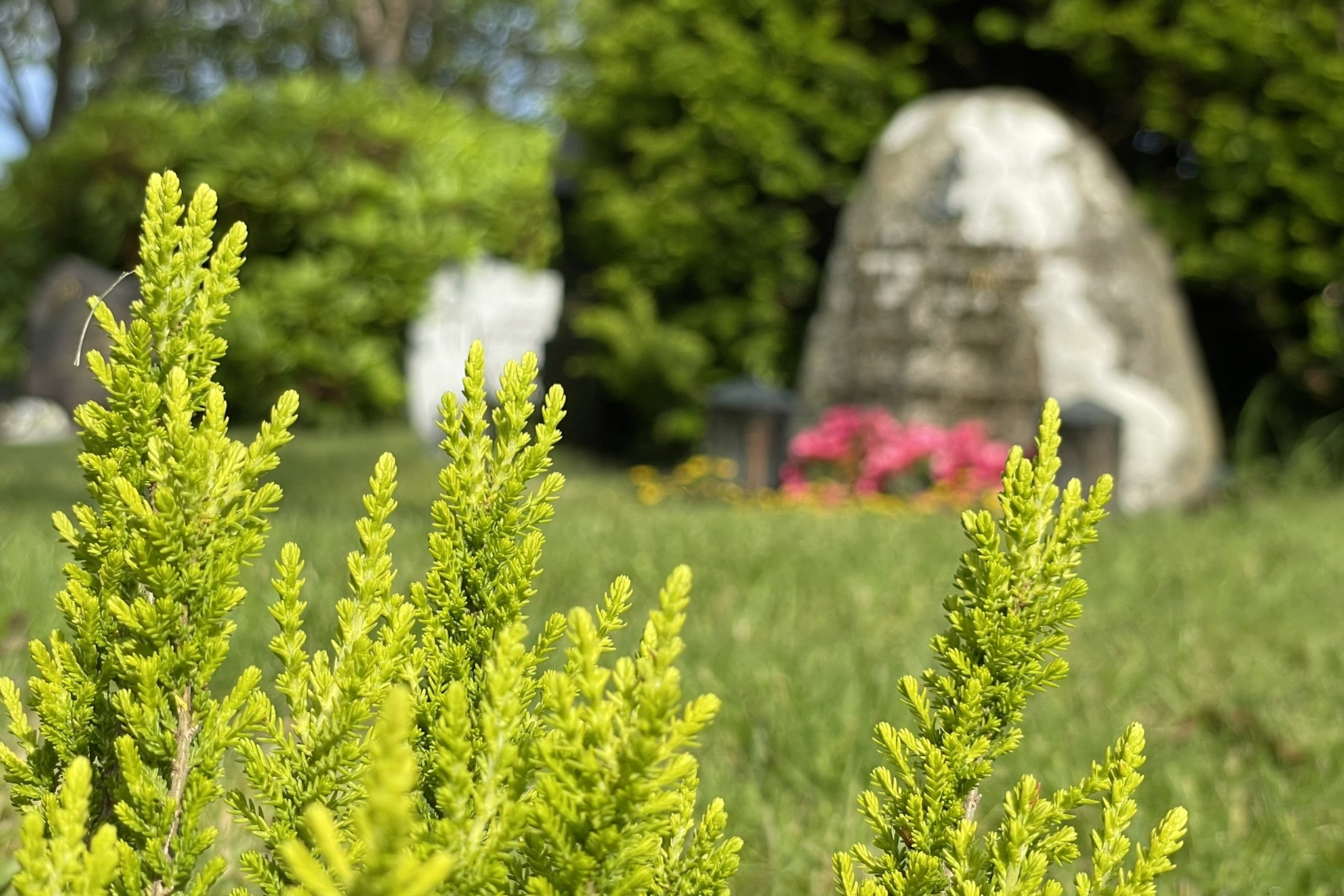 Nærbilde av lysegrønne busker på en gravplass, med en gravstein og blomster uskarpt i bakgrunnen. Foto.